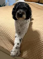Curly Sue, a female English Springer Spaniel and Poodle - Standard  for sale in Buford, GA – Photo 9 of 9