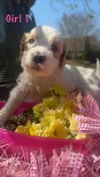 Lil Bit, a female English Springer Spaniel and Poodle - Standard  for sale in Buford, GA – Photo 1 of 8