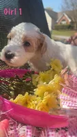 Lil Bit, a female English Springer Spaniel and Poodle - Standard  for sale in Buford, GA – Photo 2 of 8