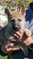 Soda, a female German Shepherd Dog for sale in Ryan, IA – 1 of 1