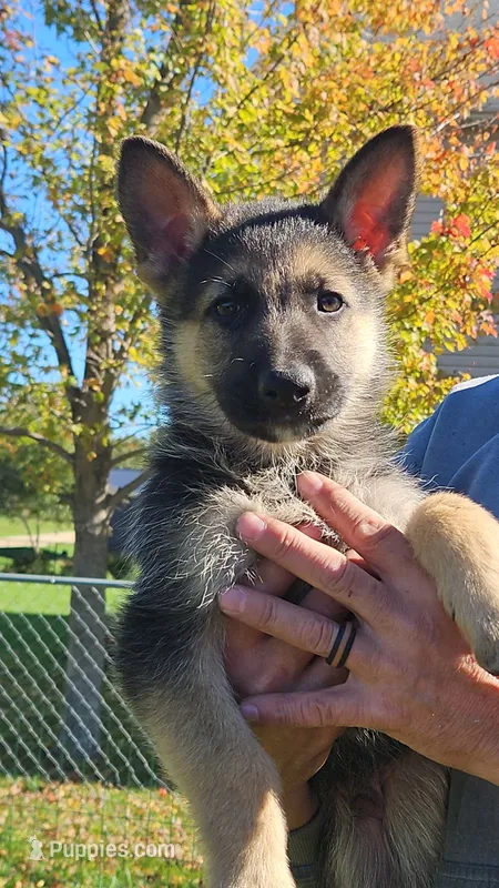 Bailey  – German Shepherd Dog puppy for sale in Ryan, IA