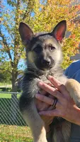 Bailey , a male German Shepherd Dog for sale in Ryan, IA – 1 of 1