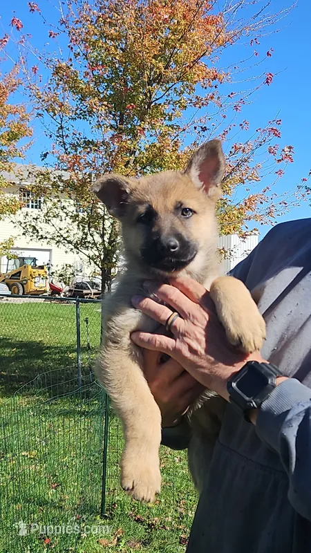 Bertha – German Shepherd Dog puppy for sale in Ryan, IA