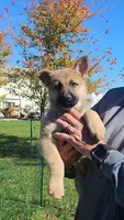 Bertha, a female German Shepherd Dog for sale in Ryan, IA – 1 of 1