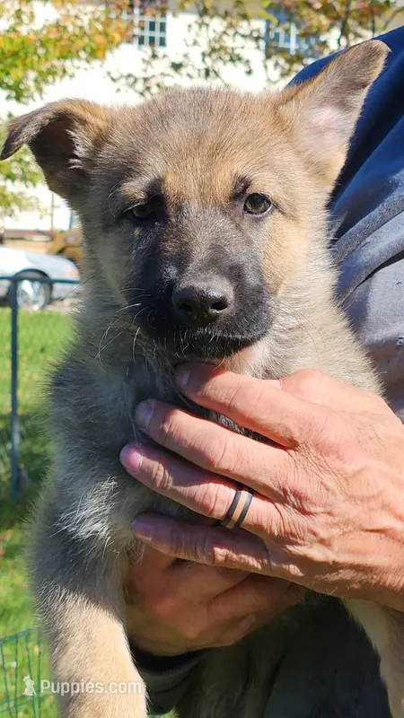 Sweet girl  – German Shepherd Dog puppy for sale in Ryan, IA