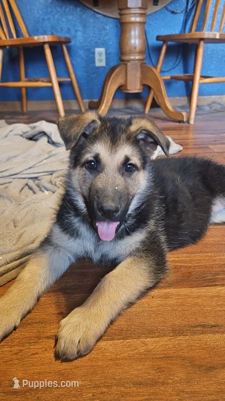 Pretzel  – German Shepherd Dog puppy for sale in Ryan, IA