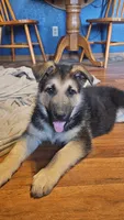 Pretzel , a male German Shepherd Dog for sale in Ryan, IA – Photo 1 of 2