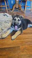 Pretzel , a male German Shepherd Dog for sale in Ryan, IA – Photo 2 of 2