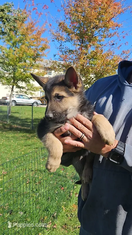 Skip – German Shepherd Dog puppy for sale in Ryan, IA