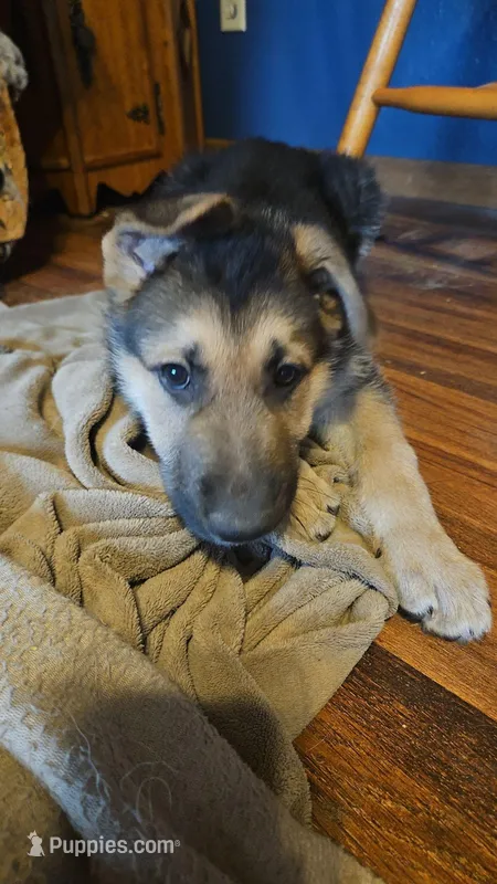 Toast – German Shepherd Dog puppy for sale in Ryan, IA