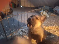 Nugget , a male German Shepherd Dog for sale in Ryan, IA – Photo 3 of 4