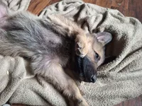 Nugget , a male German Shepherd Dog for sale in Ryan, IA – Photo 4 of 4