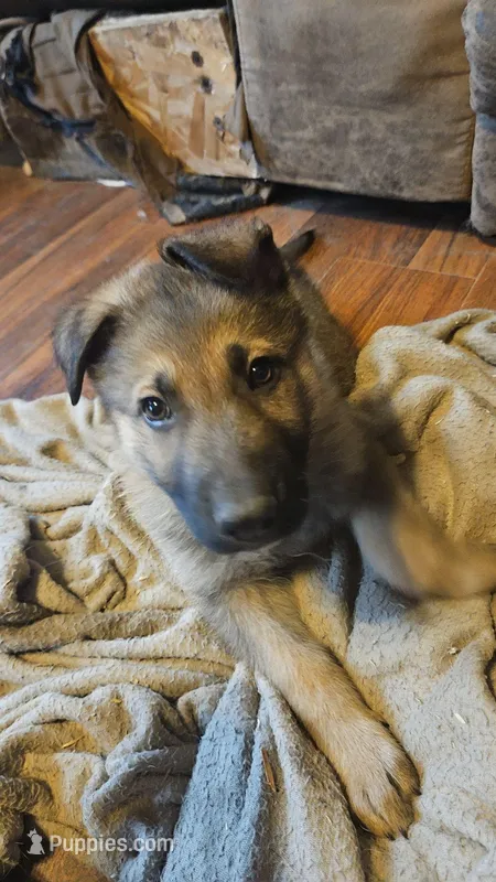 Nugget  – German Shepherd Dog puppy for sale in Ryan, IA