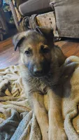 Nugget , a male German Shepherd Dog for sale in Ryan, IA – Photo 2 of 4