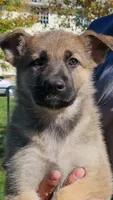 Champ, a male German Shepherd Dog for sale in Ryan, IA – 1 of 1