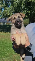 Tips, a female German Shepherd Dog for sale in Ryan, IA – 1 of 1