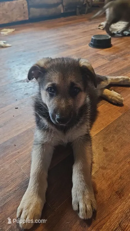 Waffle, a male German Shepherd Dog for sale in Ryan, IA – Photo 1 of 2