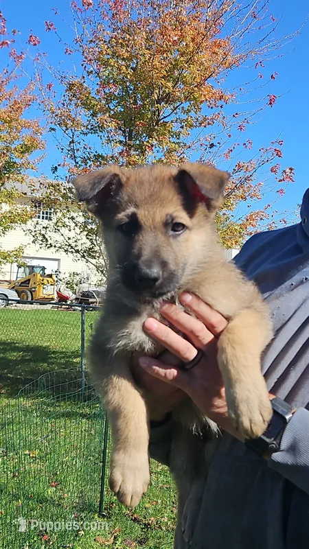 Pepper – German Shepherd Dog puppy for sale in Ryan, IA