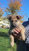 Pepper, a female German Shepherd Dog for sale in Ryan, IA – 1 of 1