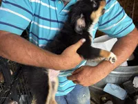 Samson, a male Miniature Australian Shepherd for sale in Blanchard, OK – 4 of 6