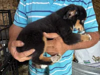 Baxter, a  Miniature Australian Shepherd for sale in Blanchard, OK – 3 of 6