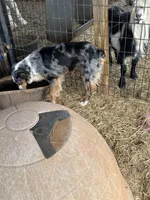 Leroy, a male Miniature Australian Shepherd for sale in Blanchard, OK – 6 of 6