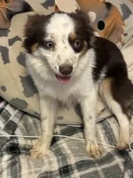 Gypsy RMF 2, a female Toy Australian Shepherd for sale in Blanchard, OK – 2 of 3