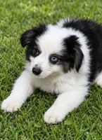 Bo, a male Miniature Australian Shepherd for sale in Blanchard, OK – 2 of 7