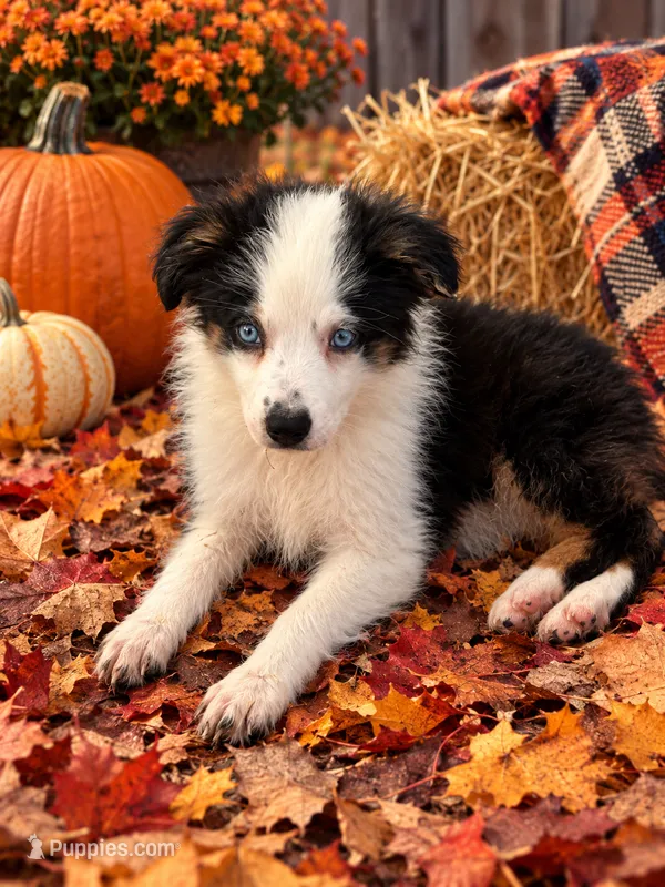 Duke – Miniature Australian Shepherd puppy for sale in Blanchard, OK