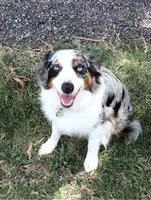 Bo, a male Miniature Australian Shepherd for sale in Blanchard, OK – 6 of 7