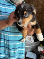 Leroy, a male Miniature Australian Shepherd for sale in Blanchard, OK – 1 of 6