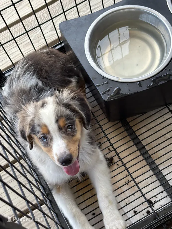 Heath – Miniature Australian Shepherd puppy for sale in Blanchard, OK