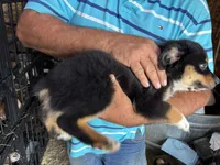 Samson, a male Miniature Australian Shepherd for sale in Blanchard, OK – 2 of 6