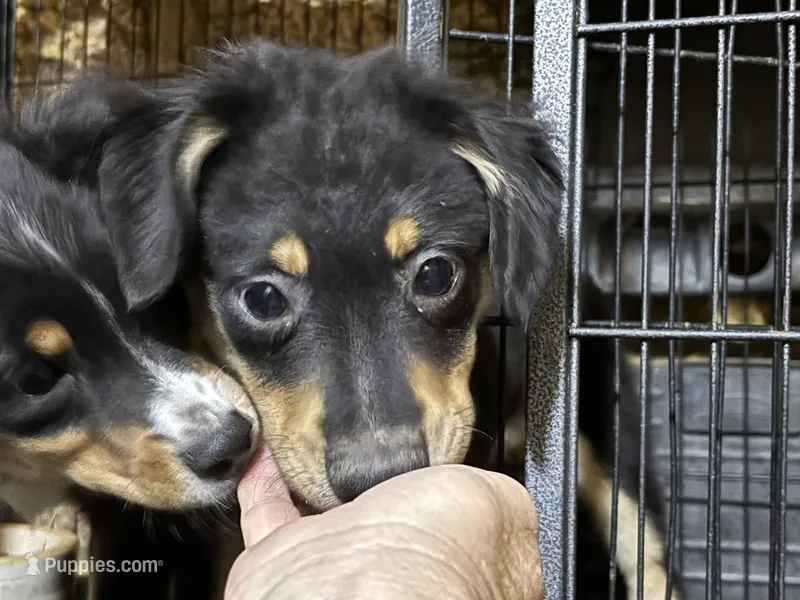Samson – Miniature Australian Shepherd puppy for sale in Blanchard, OK