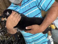Samson, a male Miniature Australian Shepherd for sale in Blanchard, OK – 3 of 6