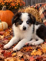 Bo, a male Miniature Australian Shepherd for sale in Blanchard, OK – 1 of 7