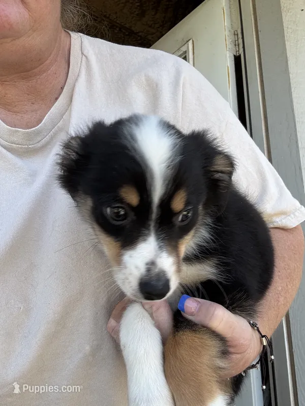 Tessa – Miniature Australian Shepherd puppy for sale in Blanchard, OK