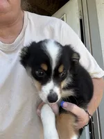 Tessa, a female Miniature Australian Shepherd for sale in Blanchard, OK – 1 of 5