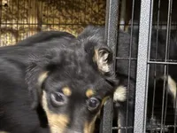 Samson, a male Miniature Australian Shepherd for sale in Blanchard, OK – 2 of 8