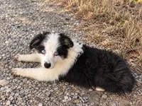 Duke, a male Miniature Australian Shepherd for sale in Blanchard, OK – 5 of 9