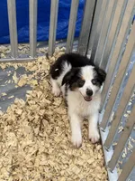 Bo, a male Miniature Australian Shepherd for sale in Blanchard, OK – 4 of 7