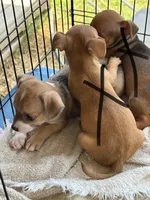 Lucy, a female Chihuahua for sale in Blanchard, OK – 2 of 2
