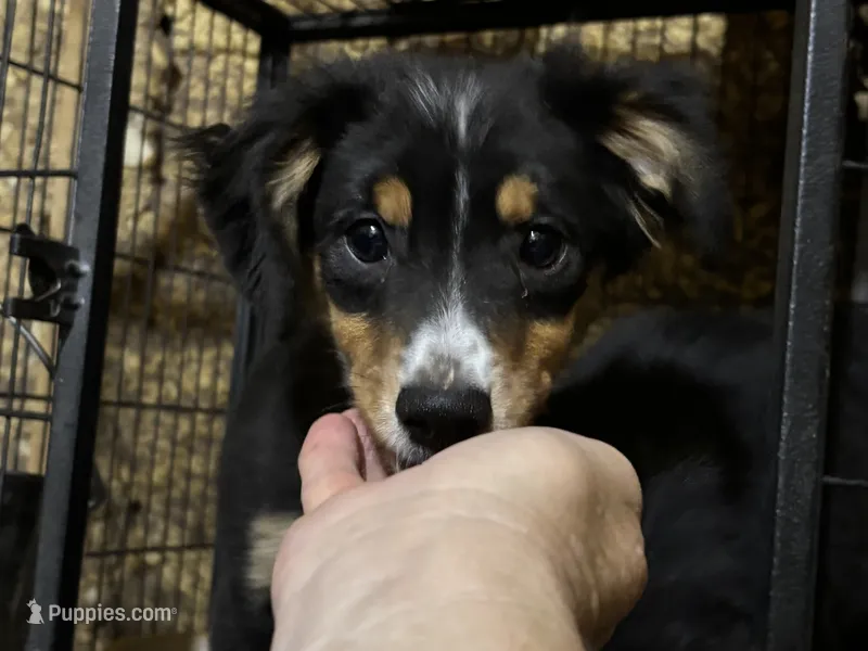 Annabelle  – Miniature Australian Shepherd puppy for sale in Blanchard, OK