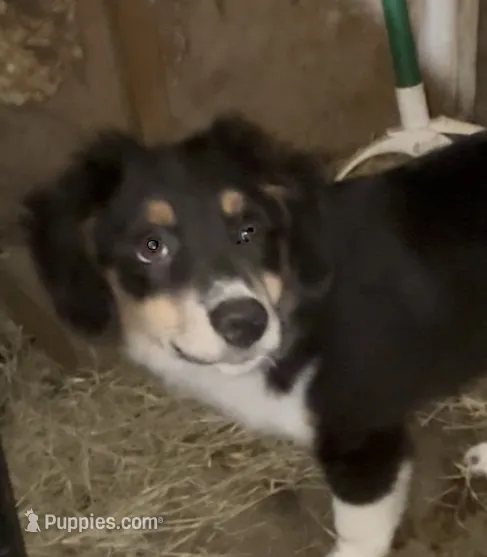 Baxter – Miniature Australian Shepherd puppy for sale in Blanchard, OK