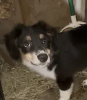 Baxter, a male Miniature Australian Shepherd for sale in Blanchard, OK – 1 of 8