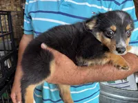 Leroy, a male Miniature Australian Shepherd for sale in Blanchard, OK – 3 of 6