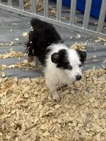 Duke, a male Miniature Australian Shepherd for sale in Blanchard, OK – 3 of 9