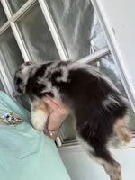 Heath, a male Miniature Australian Shepherd for sale in Blanchard, OK – 4 of 7