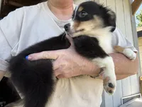 Tessa, a female Miniature Australian Shepherd for sale in Blanchard, OK – 3 of 5