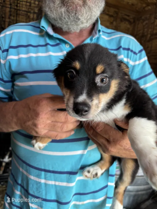 Baxter – Miniature Australian Shepherd puppy for sale in Blanchard, OK